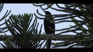 CANTO DEL ZANATE CARIBE&Ntilde;O/CARIB GRACKLE(Quiscalus lugubris)