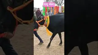 पशु मेला  । #video  #trending  #vlog    #viral  #short