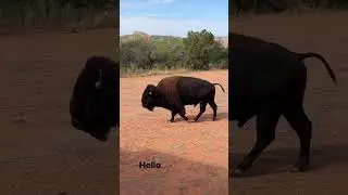 #helloneighbor &hellip; Camping with bison!