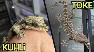 Aktualizacja gekonów 🦎  fałdoskóry i toke