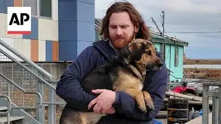 Volunteers work to save dogs left behind in flooded Alaska village