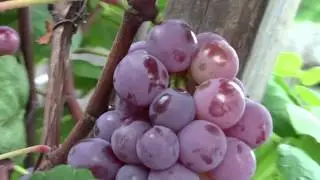 Can We Grow GRAPE in Central Florida (Orlando)? YOU MUST SEE