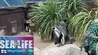 Jellyfish🪼Penguin's🐧