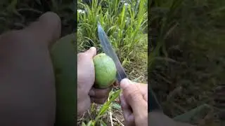 Origin of guava l Loem voleak official