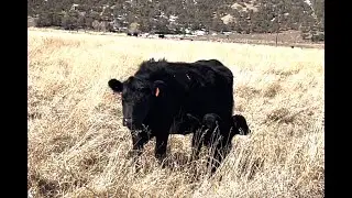 Herd Quitter&reg; Minute - Calving Ease