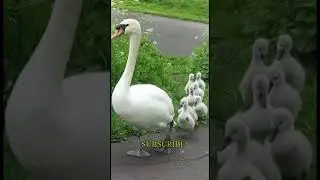 Swan Family Crossing The Road