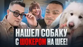 Нашел собаку с шокером на шее. Спортзал, прическа, переезд