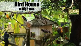 Bird House #yogyframes