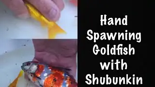 Hand spawning comet goldfish with shubunkin