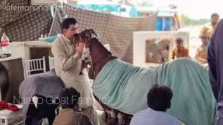 Worlds Heaviest Goat 327 Kg New Record In History