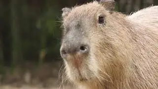 Species Spotlight: Capybara