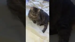 ++ кошка 14 ++ #shorts #cat #video