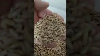 Maggot delivery day cleaning them ready for sale