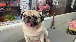 Pug grooming is fast and easy #pug #petsgrooming #lovely #puppy