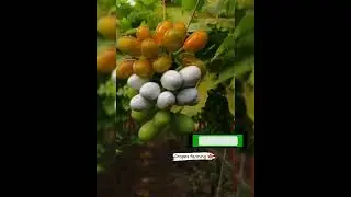 Grapes WhatsApp status 🍇💖