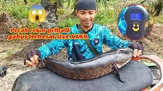 Rasa tak percaya tapi ini nyata !!! pecah rekor casting gabus terbesar size XXXII 😱😱