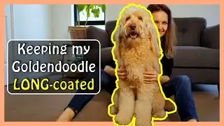 Why (& How) I keep my GOLDENDOODLE'S Coat LONG