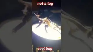 Not a toy but real giant bug #shorts #viralbugshort #allinonevideo #youtube #giantbug #Bug #natural