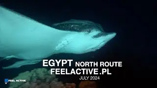 Egipt 24, safari nurkowe