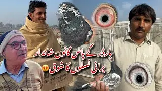 Border k pass village mai shandar purani naslon k kabotaro ka shok 😍