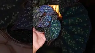 B. Botanicaz 45 #begonia #plants #indoorplants #houseplants #rareplants #plantlover