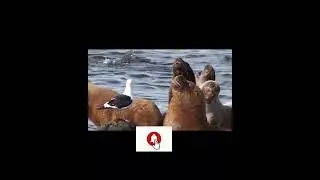 Beutiful little seal pup #catasterism #reynardseidel #trendingvideo #viralshort ,#music #animals