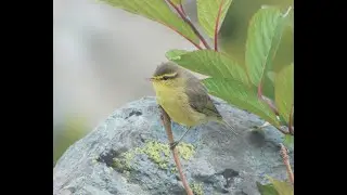TICKELS LEAF WARBLER