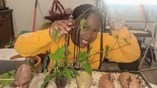 Let's Root These Sweet Potato Slips! Soil Method & Water Method Slip Results 🌿