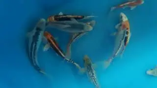 Koi 20 - 25 cm