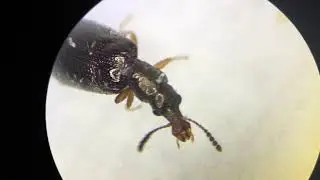 A Hippo Beetle  (Salpingus or Rhinosimus sp.)