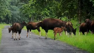 Parental care Behavior of herd of Indian Gaur, blocked our road to avoid possible threat to calves