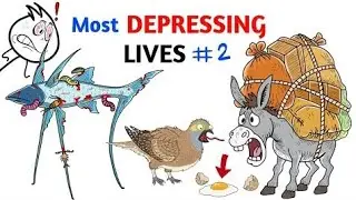 Animals With The Most Depressing Lives