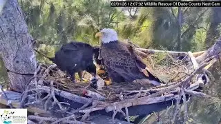 Wildlife rescue of Dade county 2026.2.1 The Eaglet was banded yesterday.