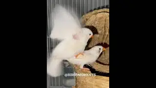 White zebra finch
