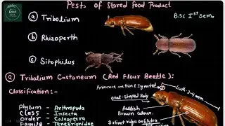 An introduction to common insect pests of stored food products - Tribolium, Rhizopertha, Sitophilus.