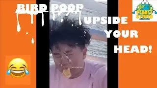 Bird Poop Upside Your Head & Other Funny Fails! 🤣