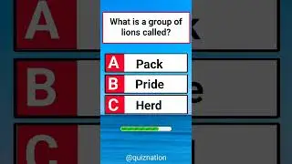 USA Quiz Challenge: Test Your Knowledge With This Question #usaquiz #funquiz #brainteaser #usafacts