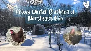 Snowy Winter Chickens of Northeast Ohio