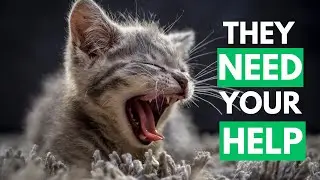 This Is How Cats Ask for Your Help &ndash; 90% of Cat Parents Miss It