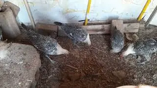 Breeding chickens and chicks#wildlifephotography#chicken #chickendinner #chicksthatride#chickswhorid