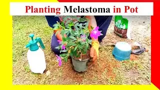 How To plant Melastoma flower in a pot