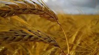 Why the Russia-Ukraine crisis is driving up the price of wheat