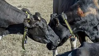 Scientists Find Dairy Cows Have Complex Emotional Relationships Like Humans