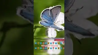 🦋🌷Wings of Wonder 🦋🌻#ai #aiart #butterfly #cute #flowers #shorts #short #trending #aiwildlife #funny