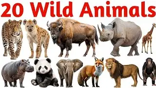 10 wild animals name hindi and English, 20 animals name hindi and english, 20 jangli janwaro ke nam