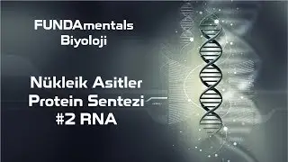 Nükleik Asitler Protein Sentezi #2 RNA