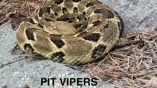 Mid-Atlantic Pit Viper Compilation ( Pictures ) from 2025- MD/PA