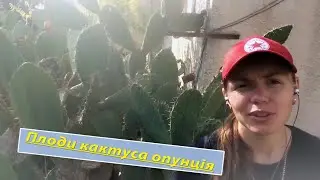 Плоди кактуса опунція