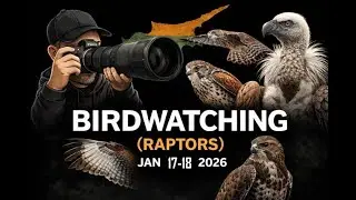 Birds of Prey in Cyprus | January 2026. Αρπακτικά Πουλιά της Κύπρου | Ιανουάριος 2026