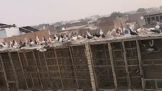 Lambe ka kabootar ka Shoq chak kro bht acha ho rha 